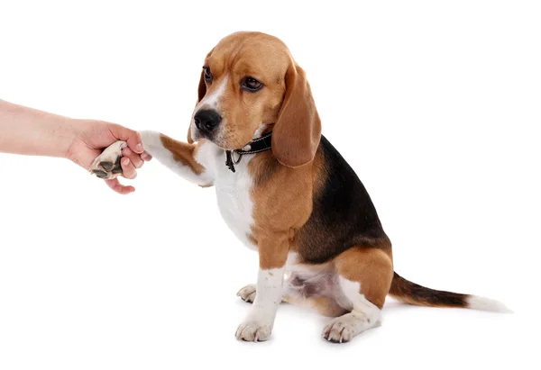 Divertido lindo perro aislado en blanco — Foto de Stock