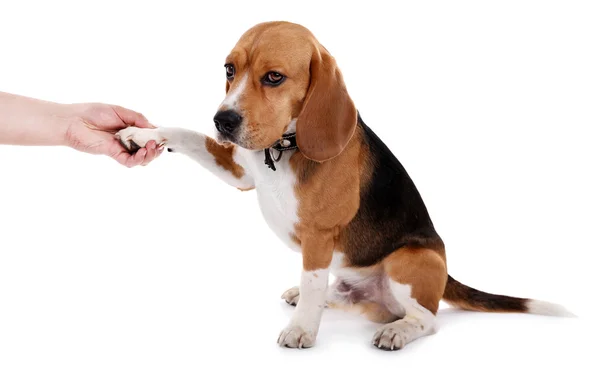 Divertido lindo perro aislado en blanco — Foto de Stock