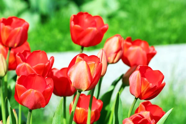 Hermosos tulipanes floreciendo en el jardín — Foto de Stock