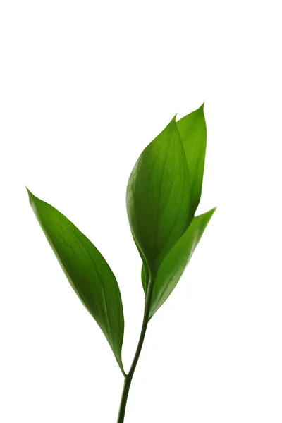 Tak met verse groene bladeren, geïsoleerd op wit — Stockfoto