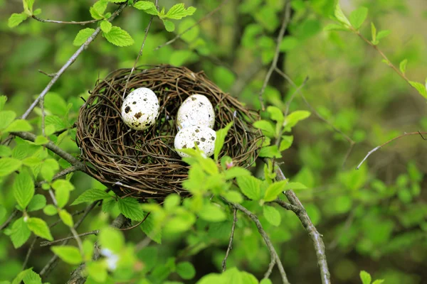 Nido de mimbre con huevos sobre fondo de árbol verde — Foto de Stock