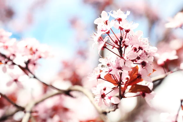 Švestkové květy rozmazané přírodní pozadí, zblízka — Stock fotografie