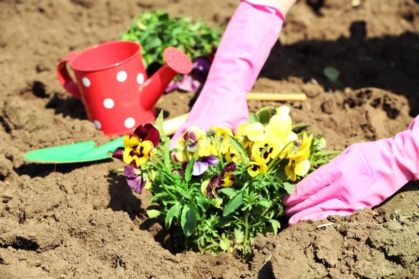 Női kezek az ültetés virágok, makró, rózsaszín kesztyű — Stock Fotó