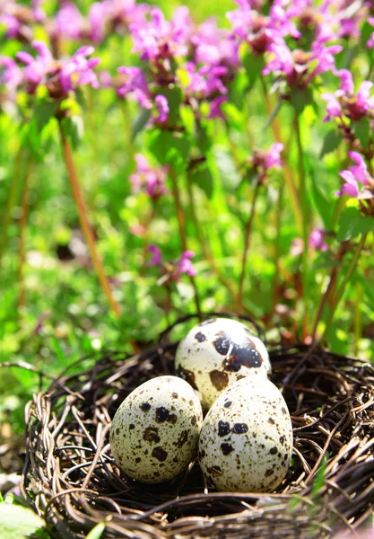 Гніздо з яйцями птахів на фоні квітів — стокове фото