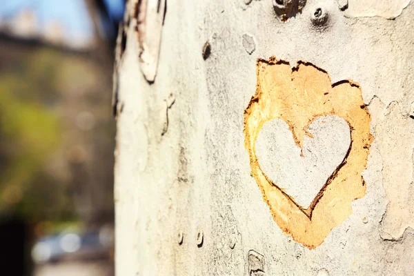 Сердце вырезано на дереве крупным планом — стоковое фото