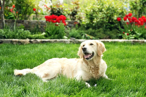 Urocza labrador leżącego na zielonej trawie, na zewnątrz — Zdjęcie stockowe