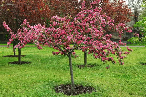 아름 다운 분홍색 꽃 나무 — 스톡 사진