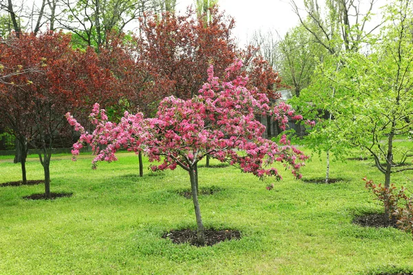 Piękny różowy kwitnienia drzewo — Zdjęcie stockowe