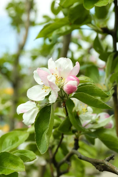 Branch of flowering tree, closeup — Stock Photo, Image
