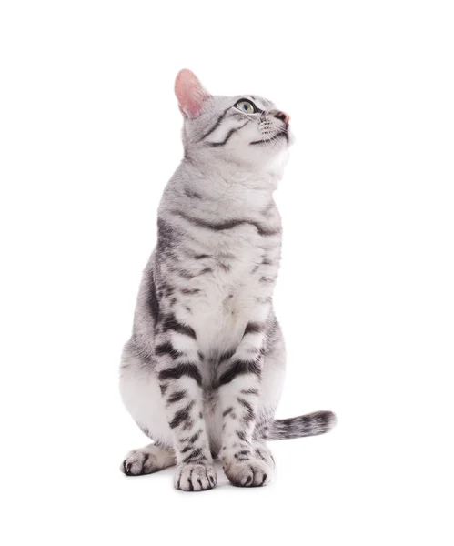 白地に隔離された美しい猫 — ストック写真
