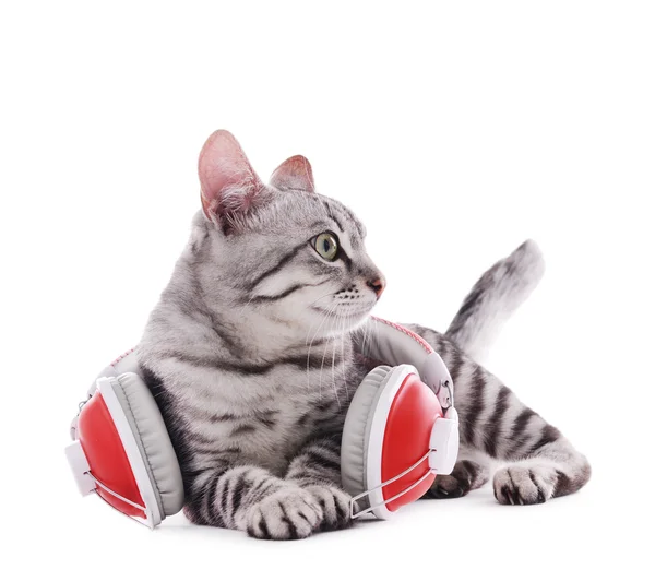 Красива кішка з навушниками — стокове фото