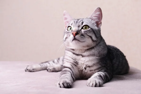 Bellissimo gatto su sfondo beige — Foto Stock