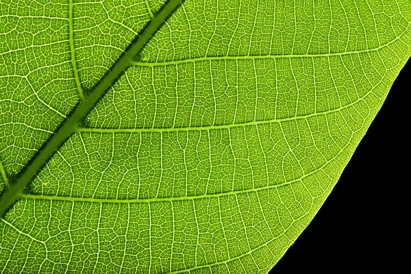 Folha verde da árvore — Fotografia de Stock