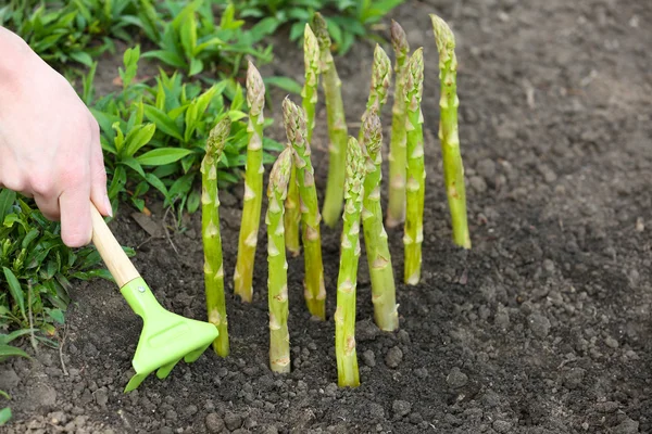 Agricultor plantando espargos — Fotografia de Stock