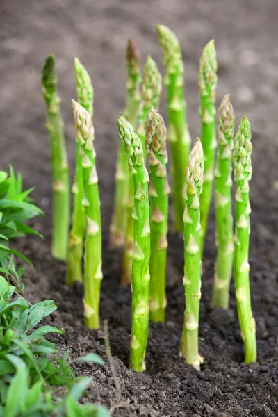 Organic farming asparagus — Stock Photo, Image