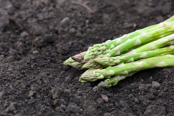 Fresh asparagus over black soil — Stock Photo, Image