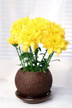 Tencerede güzel krizantem