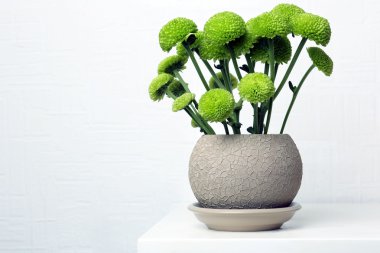 Işık arka plan üzerinde tencerede güzel krizantem