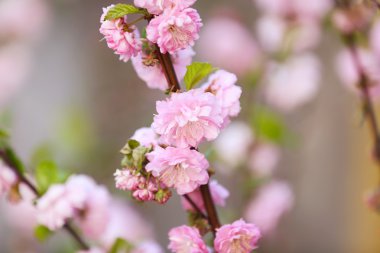 Güzel meyve çiçeği