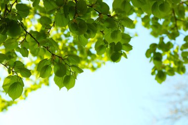 Güzel yeşil dallar