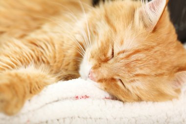 Kırmızı kedi dinlenme