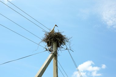 Hasır yuvaya genç leylek