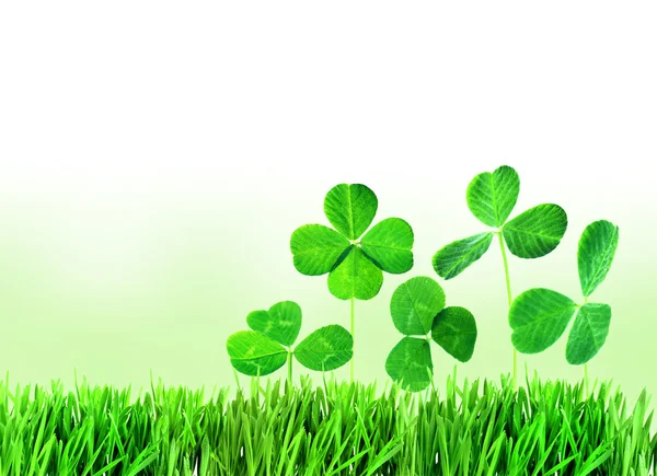 Clover leaves in grass on light background — Stock Photo, Image