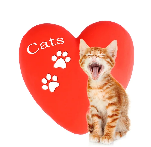 Söt kattunge på rött hjärta bakgrund isolerad på vit — Stockfoto