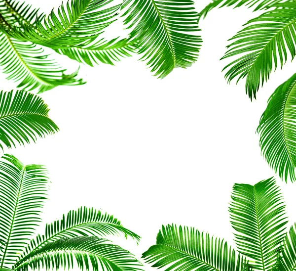 Rahmen aus grünen Palmblättern — Stockfoto