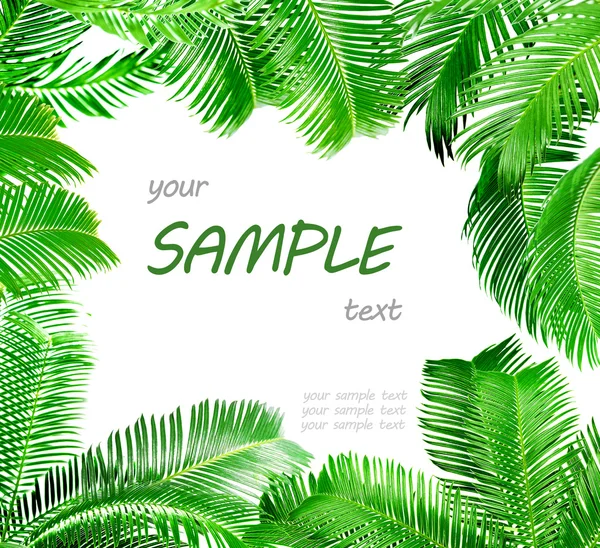 框架的绿色的棕榈叶 — 图库照片