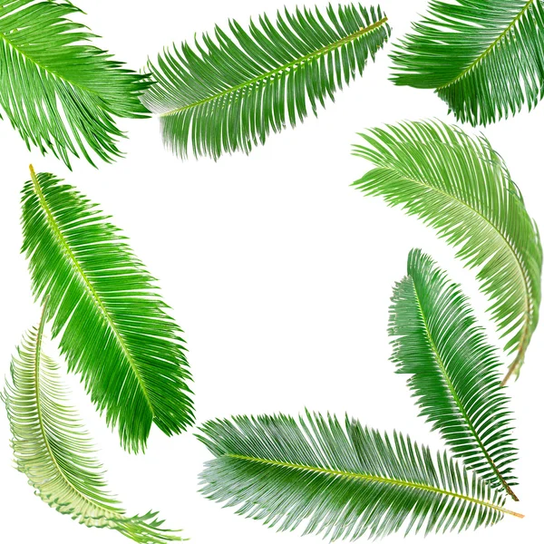 Ram av green palm lämnar — Stockfoto