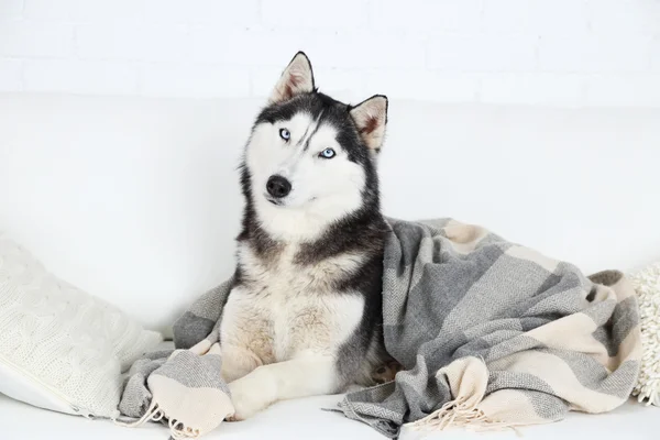 Hermoso lindo husky — Foto de Stock