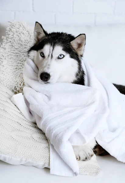 Mooi schattig husky — Stockfoto