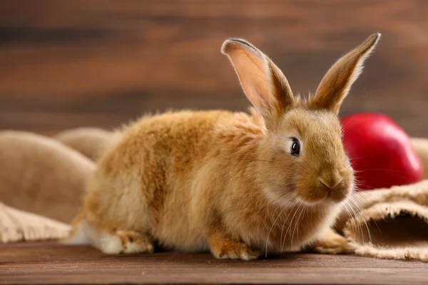 Pequeño conejo rojo — Foto de Stock