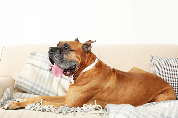 Lindo perro sentado en el sofá, en el fondo interior de casa —  Fotos de Stock