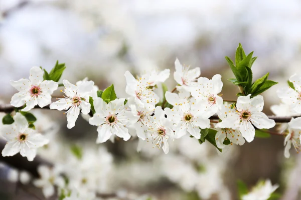 桜咲く木小枝 — ストック写真