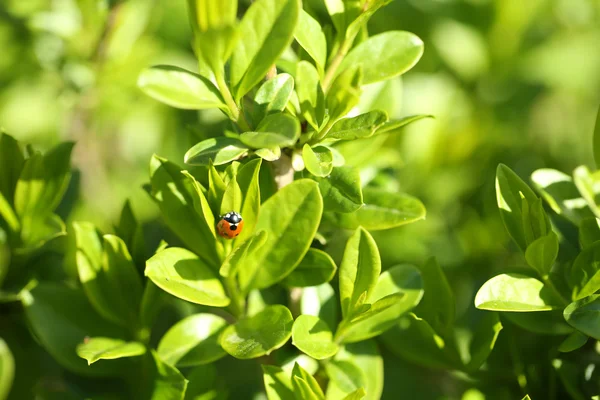 Belle foglie di primavera — Foto Stock