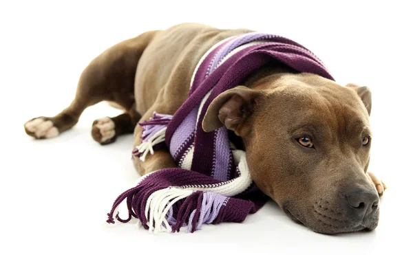 American Staffordshire Terrier com lenço colorido — Fotografia de Stock