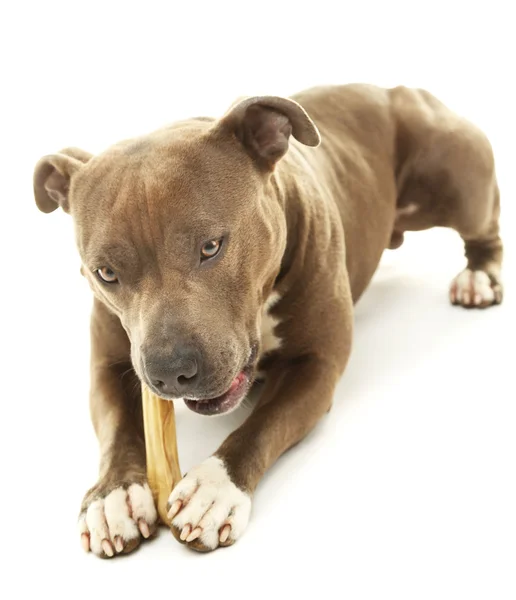 American Staffordshire Terrier with bone — Stock Photo, Image