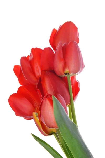 Gyönyörű tulipáncsokor — Stock Fotó