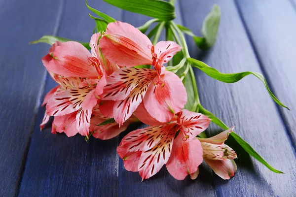 Bela alstroemeria no fundo de madeira — Fotografia de Stock