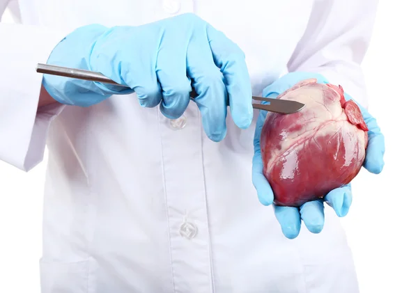 Médico sosteniendo órgano cardíaco y bisturí —  Fotos de Stock