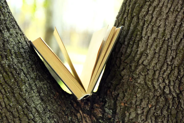 Книга на дереві, крупним планом — стокове фото