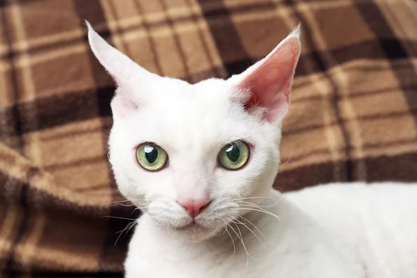 Vacker vit katt — Stockfoto