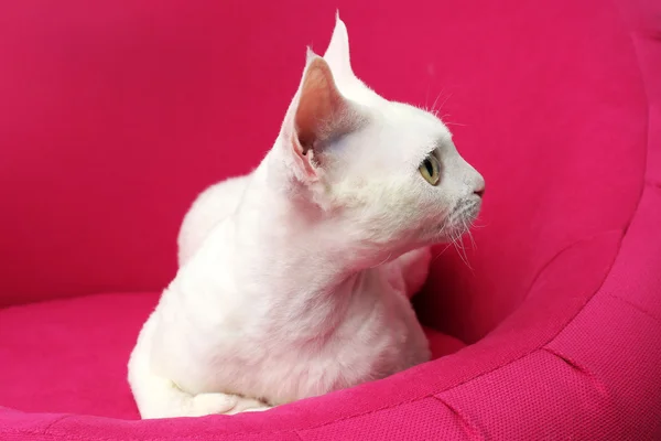 Beautiful white cat — Stock Photo, Image