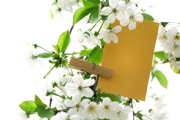 Tarjeta en blanco colgando en el árbol al aire libre —  Fotos de Stock