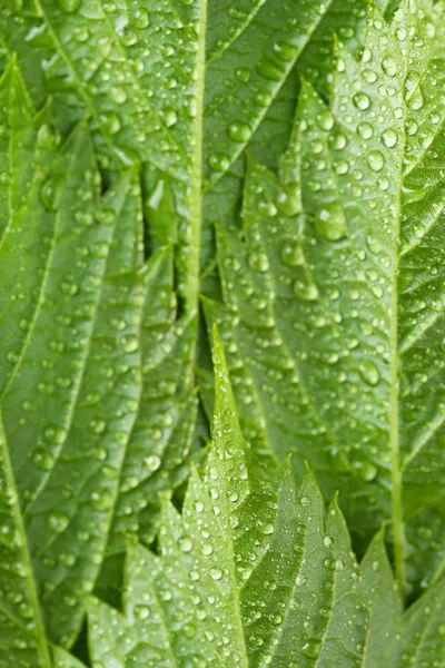 Prachtige groene bladeren met waterdruppels — Stockfoto