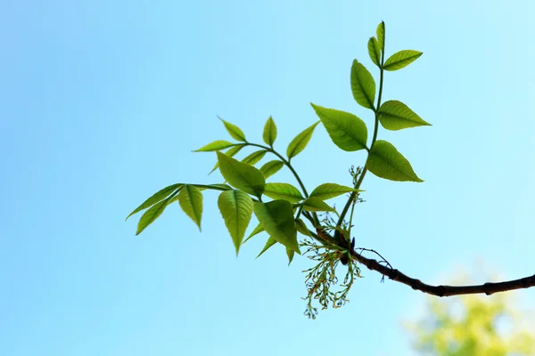 Hermosa ramita verde — Foto de Stock