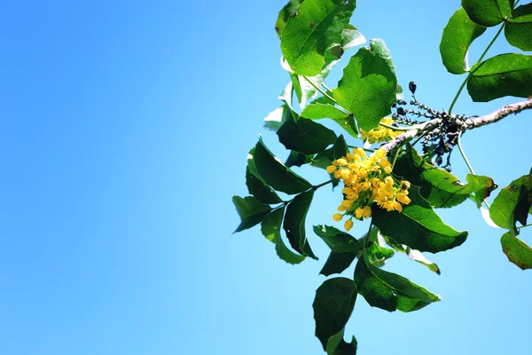 Prachtige groene takje met gele bloemen — Stockfoto