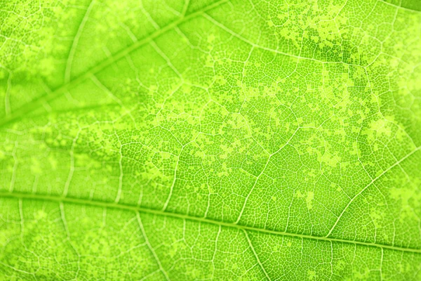 Green leaf with veins — Stock Photo, Image